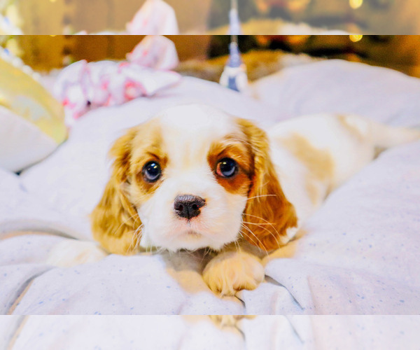 Medium Photo #1 Cavalier King Charles Spaniel Puppy For Sale in BONNEY LAKE, WA, USA