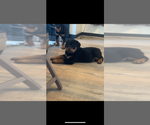 Small #39 Rottweiler
