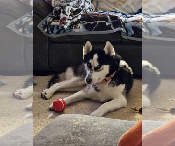 Medium Photo #8 German Shepherd Dog Puppy For Sale in Gretna, NE, USA