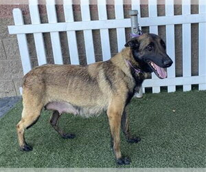 Mutt Dogs for adoption in Modesto, CA, USA