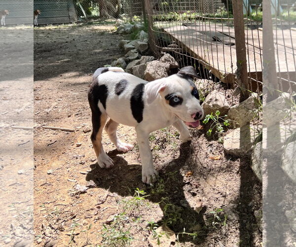 Medium Photo #2 Staffordshire Bull Terrier-Unknown Mix Puppy For Sale in Tracy City, TN, USA