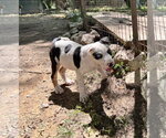 Small #1 Staffordshire Bull Terrier Mix