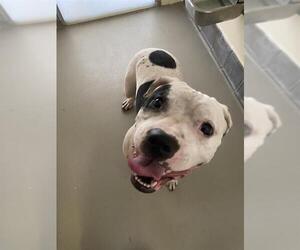 Staffordshire Bull Terrier Dogs for adoption in Sanford, FL, USA