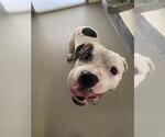 Small Staffordshire Bull Terrier