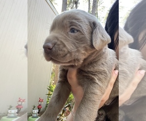 Labrador Retriever Puppy for sale in MAGNOLIA, TX, USA