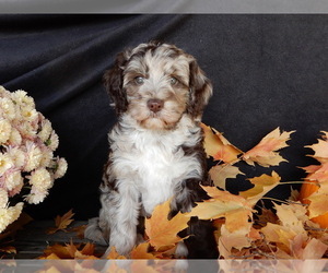 Miniature Labradoodle Puppy for sale in MILLERSBURG, OH, USA