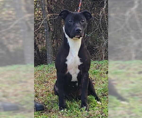 Medium Photo #2 American Pit Bull Terrier-Unknown Mix Puppy For Sale in Wetumpka, AL, USA