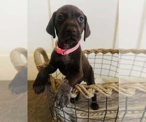 Medium German Shorthaired Pointer