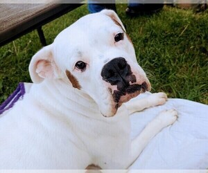 Mother of the Boxer puppies born on 05/19/2025