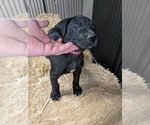 Small Photo #5 Great Dane Puppy For Sale in PORT ORCHARD, WA, USA