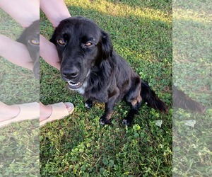 Bart (Foster or Adopter needed!) - Male Mutt Dog for Adoption - Photo #6