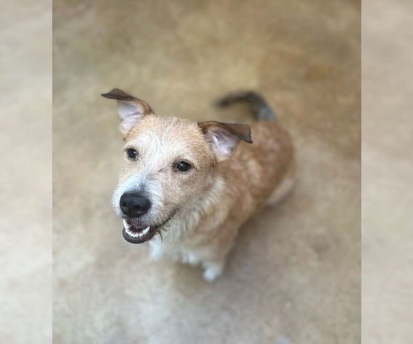 Medium Photo #2 Border Terrier-Unknown Mix Puppy For Sale in Oak Bluffs, MA, USA