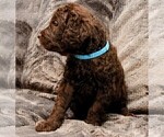 Small Photo #10 Labradoodle Puppy For Sale in JOPLIN, MO, USA