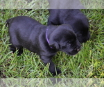 Small Photo #3 Labrador Retriever Puppy For Sale in RICHMOND HILL, GA, USA
