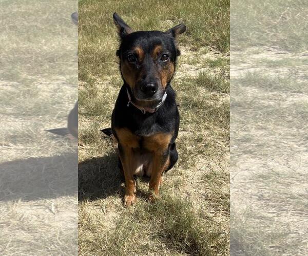 Medium Photo #1 Mutt Puppy For Sale in Rockwall, TX, USA