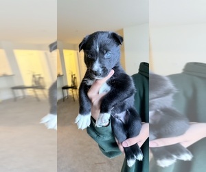 Siberian Husky Puppy for sale in ELIZABETHTOWN, PA, USA
