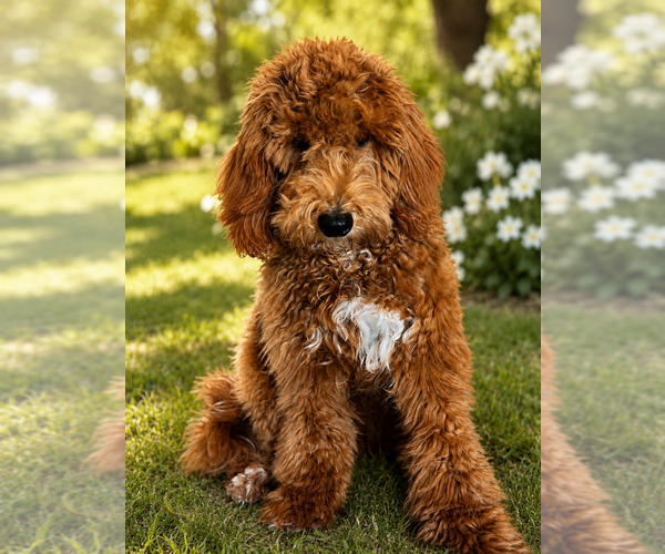 Medium Photo #3 Goldendoodle (Miniature) Puppy For Sale in UXBRIDGE, MA, USA