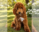 Small #2 Goldendoodle (Miniature)