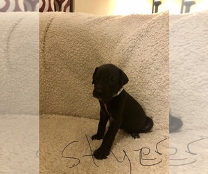 Great Dane Puppy for sale in PLEASANTVILLE, PA, USA