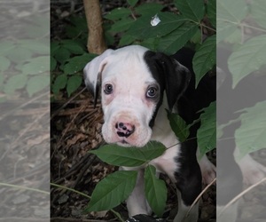 Great Dane Puppy for sale in DANIELSVILLE, GA, USA