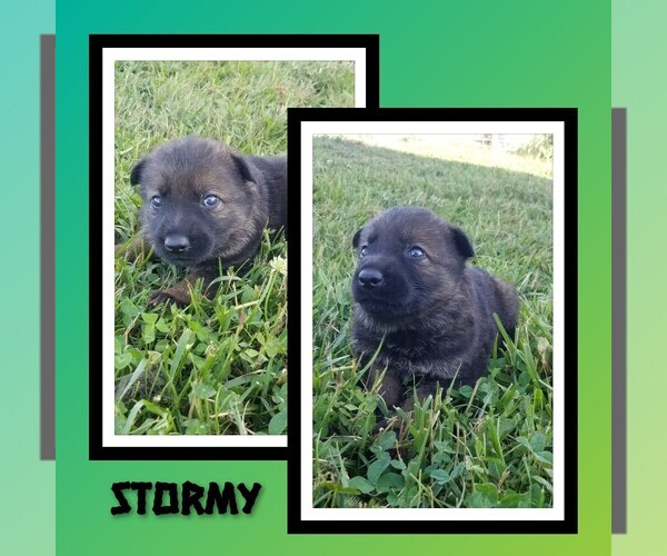Medium Photo #1 German Shepherd Dog Puppy For Sale in BROOKFIELD, MO, USA