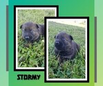 Puppy Stormy German Shepherd Dog