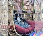 Small Photo #1 Aussiedoodle Miniature  Puppy For Sale in PARKER, CO, USA