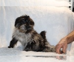 Small #7 Yorkiepoo mix (+ Poodle Toy)