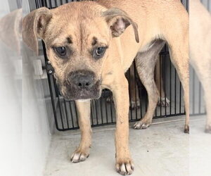 Boxer-Unknown Mix Dogs for adoption in Houston, TX, USA