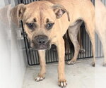 Small Boxer Mix