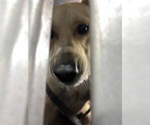 Siberian Husky-Unknown Mix Dogs for adoption in Corpus Christi, TX, USA
