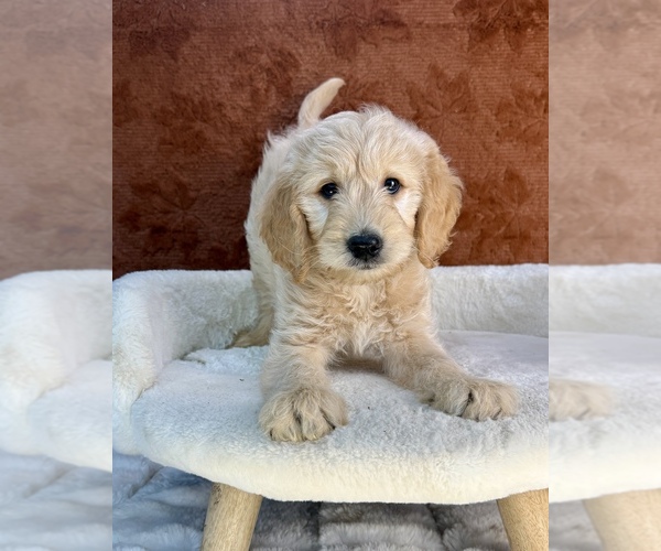 Medium Photo #6 Goldendoodle Puppy For Sale in OCALA, FL, USA