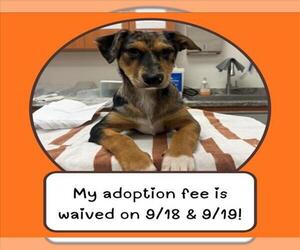 Catahoula Leopard Dog-Unknown Mix Dogs for adoption in Santa Cruz, CA, USA