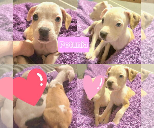 Medium Photo #16 American Pit Bull Terrier-Unknown Mix Puppy For Sale in Wakefield, RI, USA