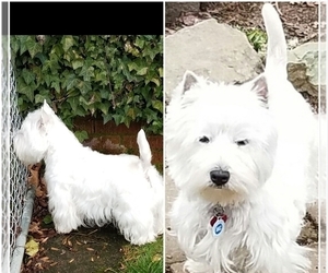 Father of the West Highland White Terrier puppies born on 04/05/2023