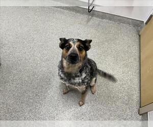 Mutt Dogs for adoption in Fort Collins, CO, USA