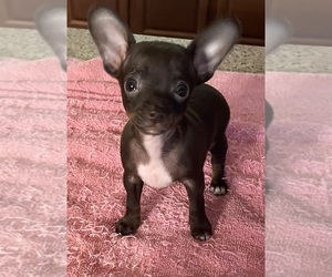 Chihuahua Puppy for sale in ECHO, AL, USA