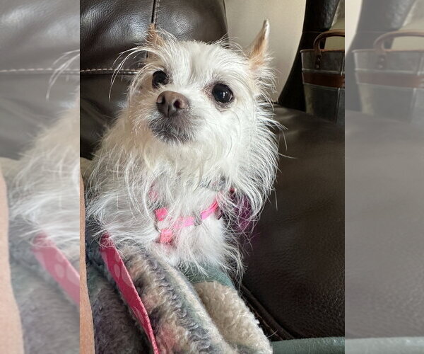 Medium Photo #4 Mutt Puppy For Sale in Mundelein, IL, USA