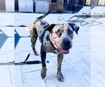 Small #13 Catahoula Leopard Dog Mix