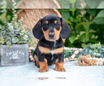 Small #1 Dachshund