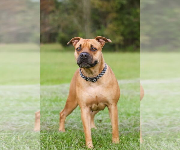 Medium Photo #11 Mutt Puppy For Sale in  Gainesville, FL, USA