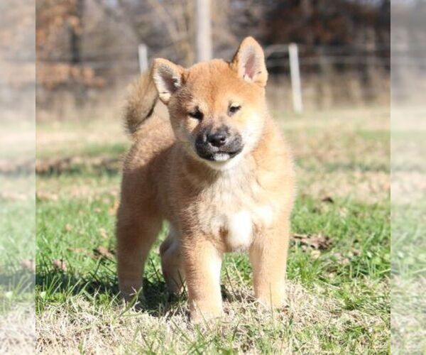 Medium Photo #1 Shiba Inu Puppy For Sale in ORONOGO, MO, USA