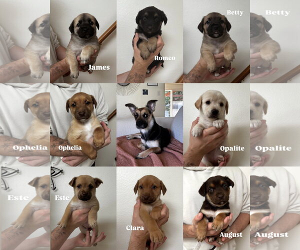 Medium Photo #6 Mutt Puppy For Sale in Bellevue, WA, USA