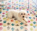 Small #9 Maltipoo (Toy)