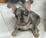Small #1 French Bulldog