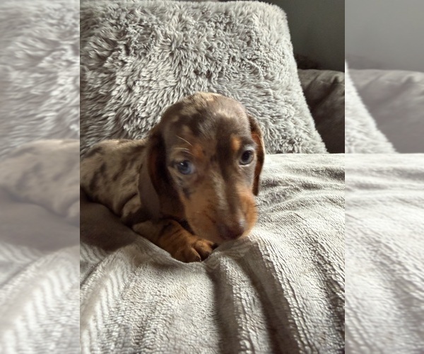Medium Photo #10 Dachshund Puppy For Sale in JOHNSTON, RI, USA