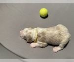 Small Photo #4 Bernedoodle (Miniature) (+ Poodle Miniature) Puppy For Sale in BREA, CA, USA