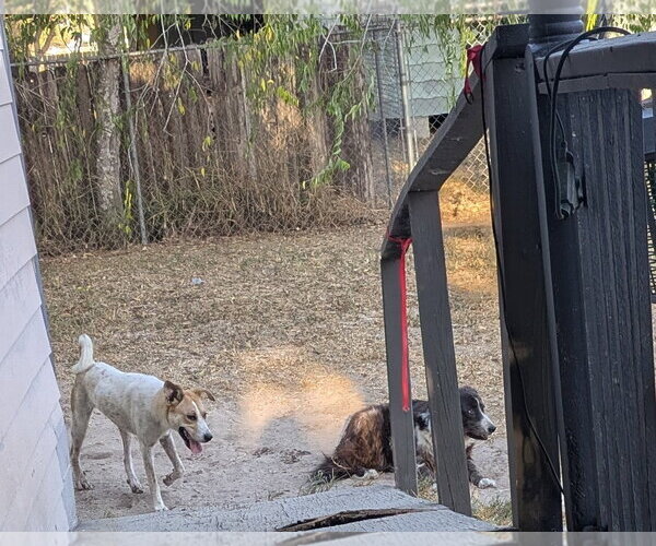Medium Photo #2 Anatolian Shepherd-Labrador Retriever Mix Puppy For Sale in Orange Grove, TX, USA