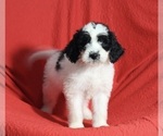 Small Photo #1 Miniature Bernedoodle Puppy For Sale in SUGARCREEK, OH, USA