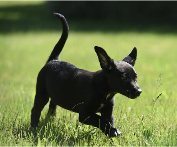 Medium Photo #3 Shepweiller Puppy For Sale in Mechanicsburg, PA, USA